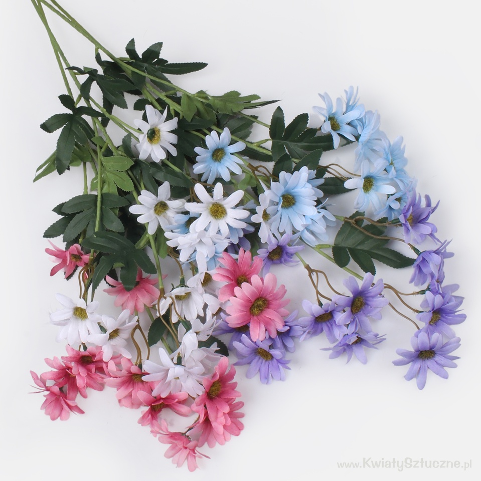 Pyrethrum, Mix 1 L865-01