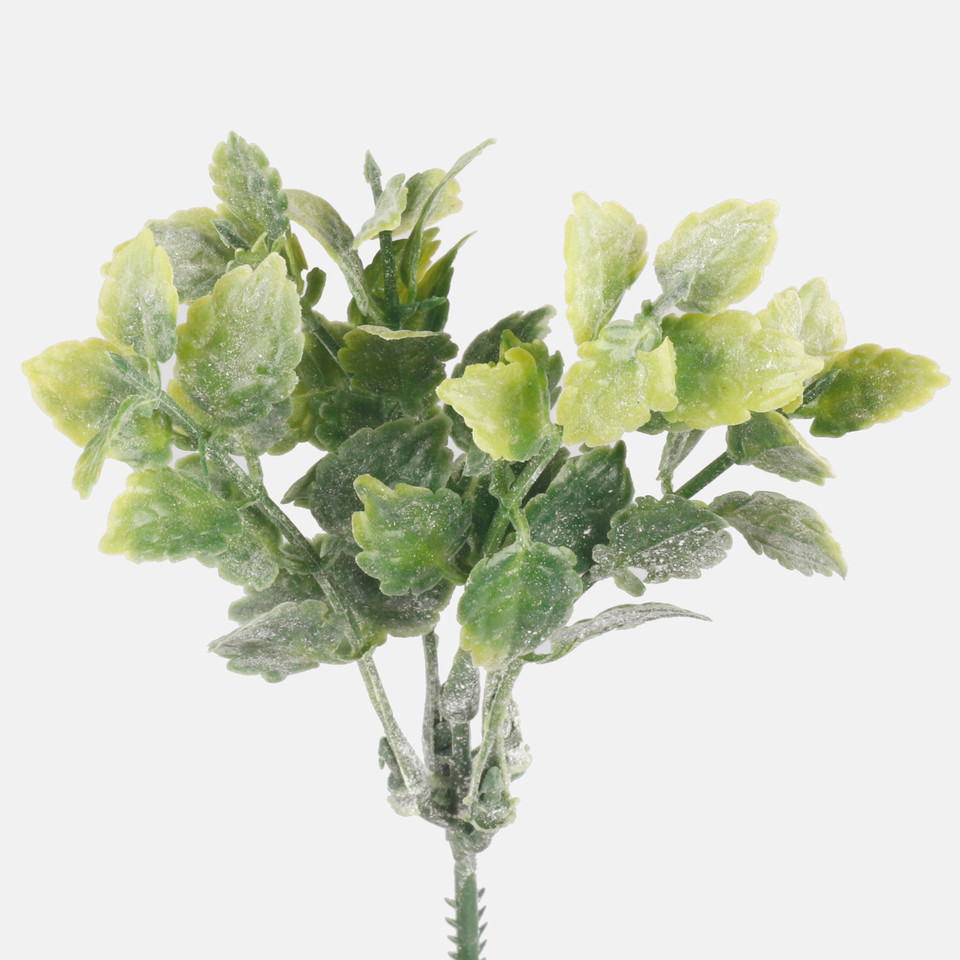 Mint, Mix 1 A317-01