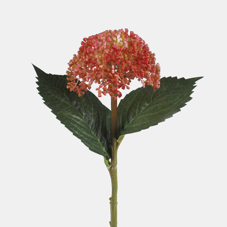Hydrangea, Coral G459-05