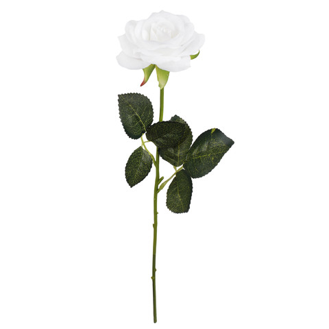 Rose, Cream G397-01