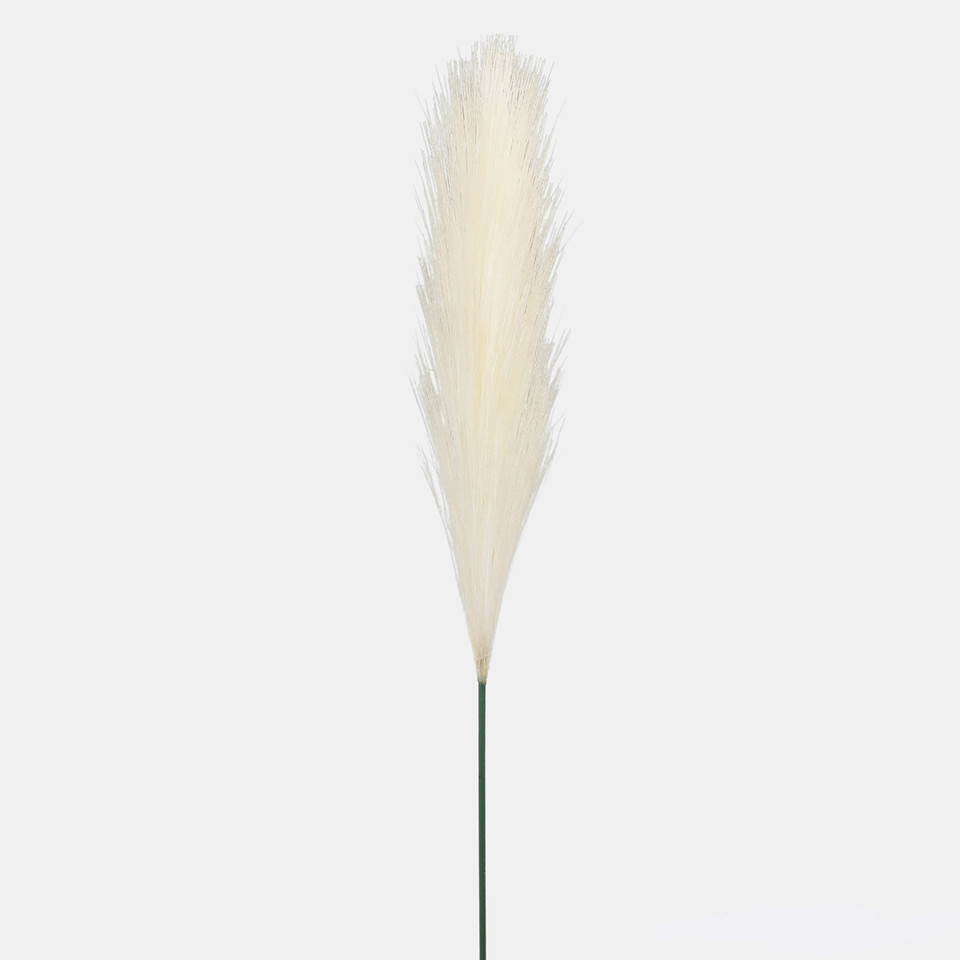 Pióropusz pampasowy, Ivory A729P-01
