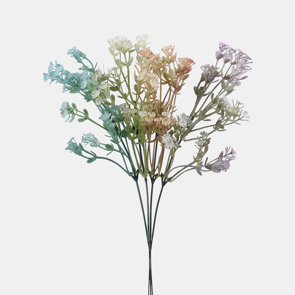 Gypsophila A792K