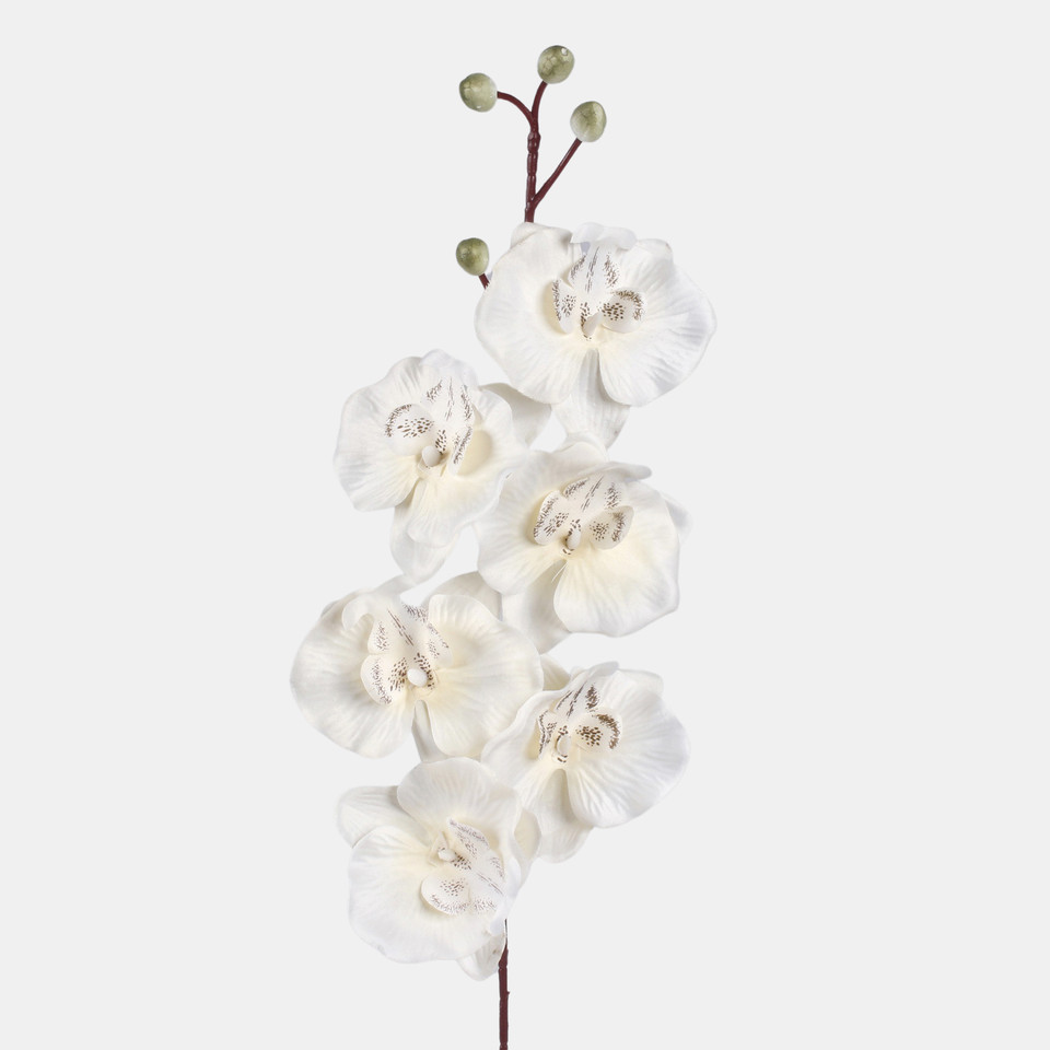 Satin orchid, Cream L728-15