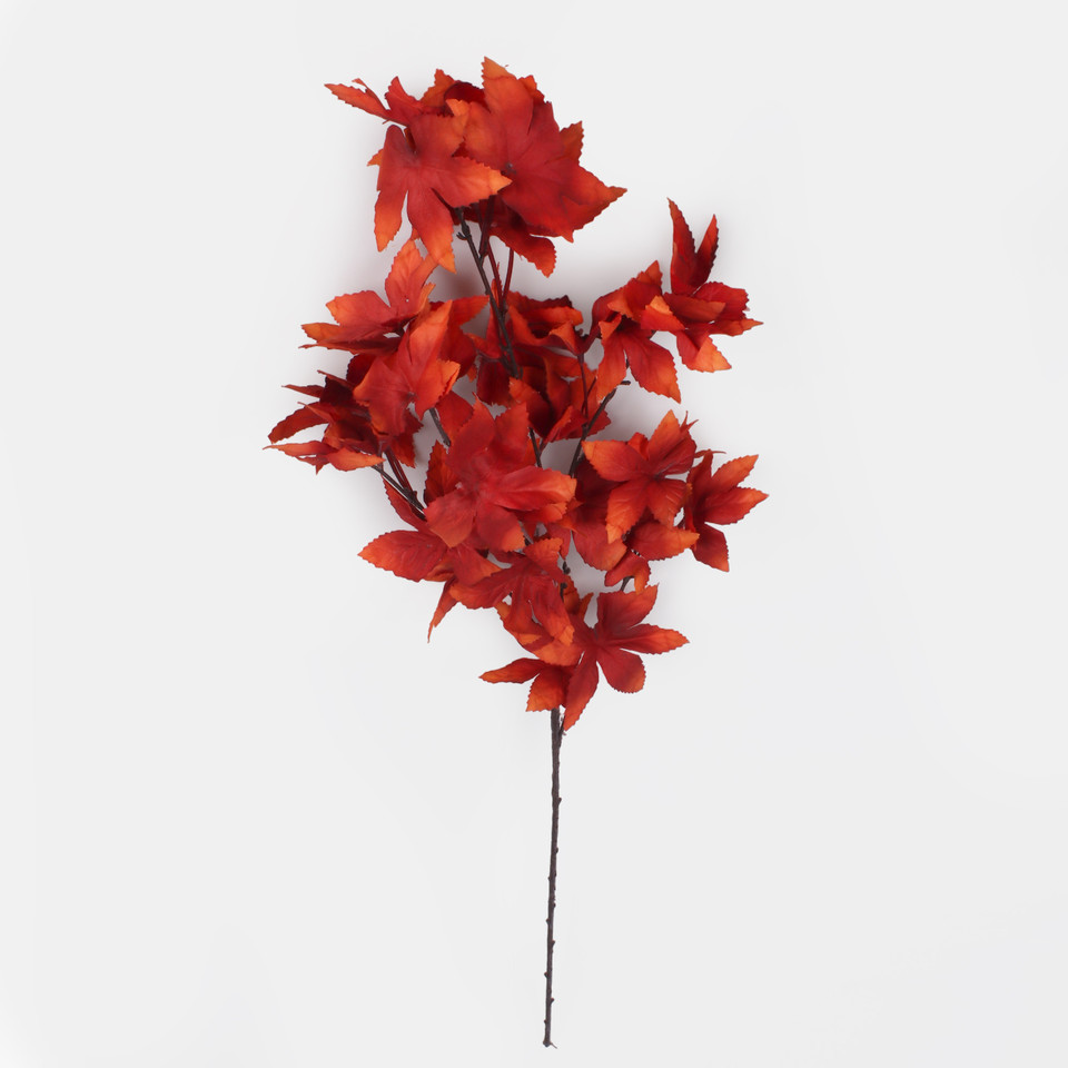 Japanese maple, Red/Orange/Edge F248-02