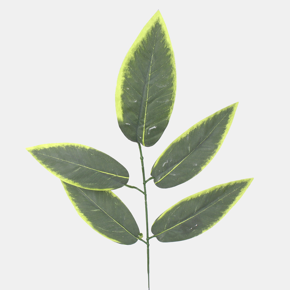 Walnut leaves, Green/Lt. Green Edge A751-01