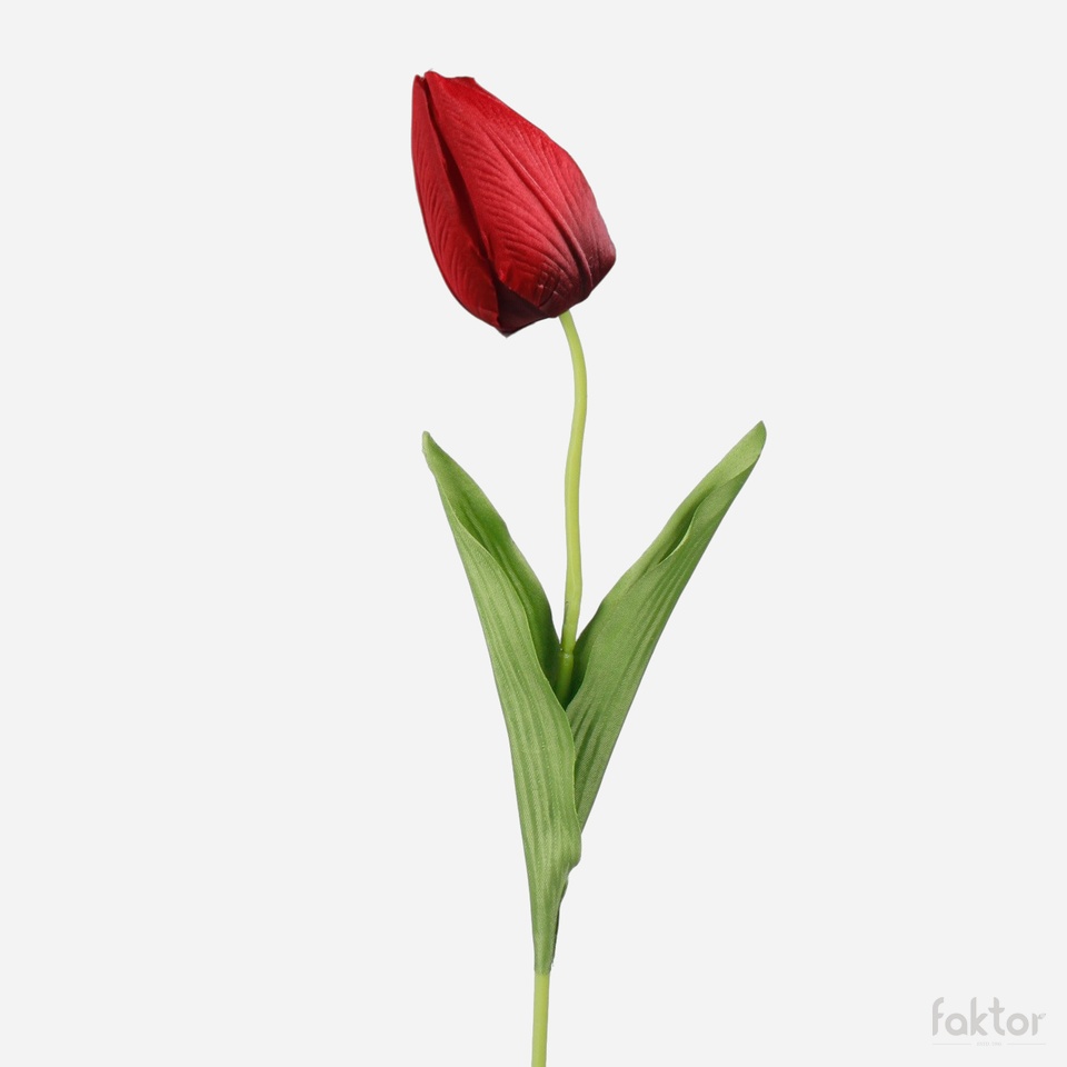 Tulip, Red/Black (1) G166-07