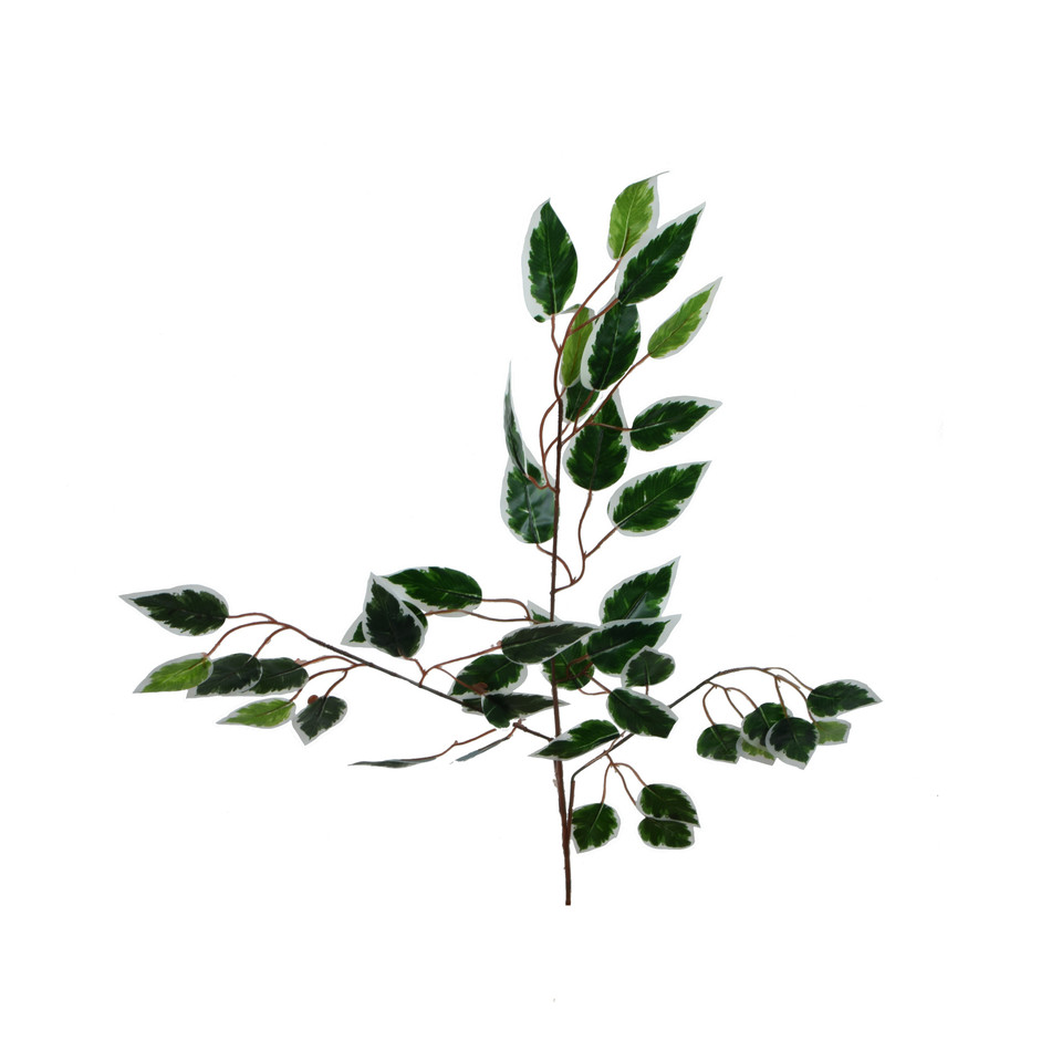 Fikus - gałązka liściasta 60 cm, green/white L494-01