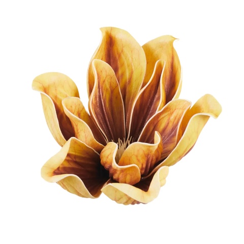 Magnolia B109
