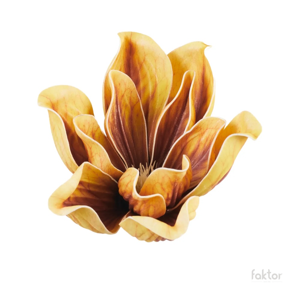 Magnolia, Yellow B109-05
