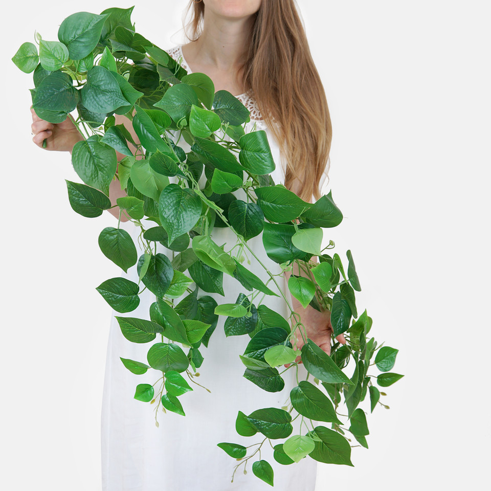 Trailing Pothos, Green B054