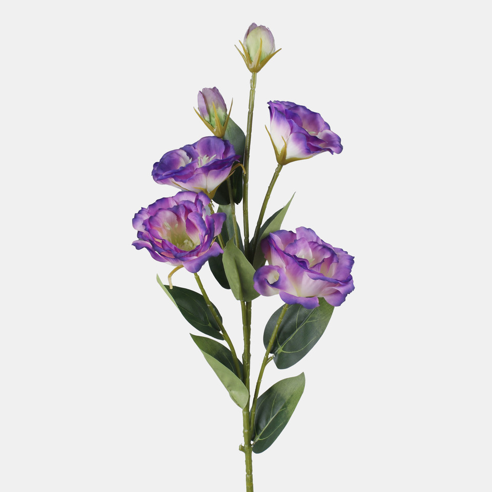 Lisianthus, Cream/Violet Edge L771-01