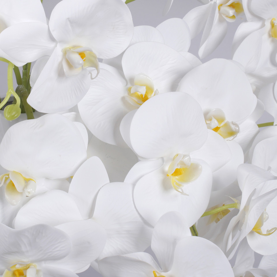 Orchid, Pure White L495L-01