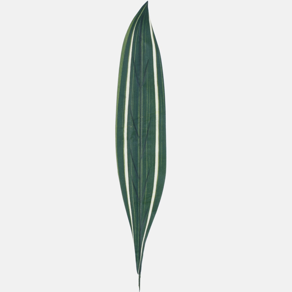 Liść draceny, Variegated H011C-03