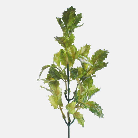 Holly A596