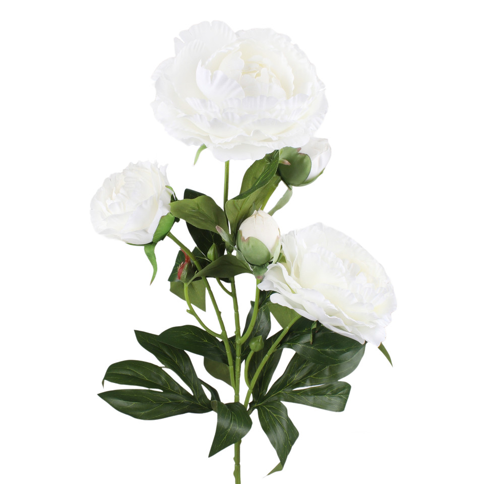 Peonia, Cream L871-01