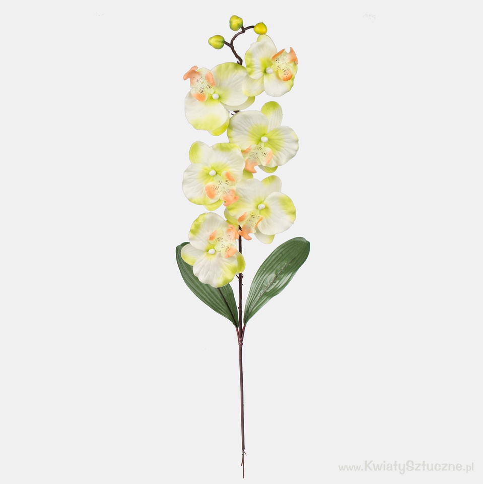 Orchid, Lt. Green L160-03