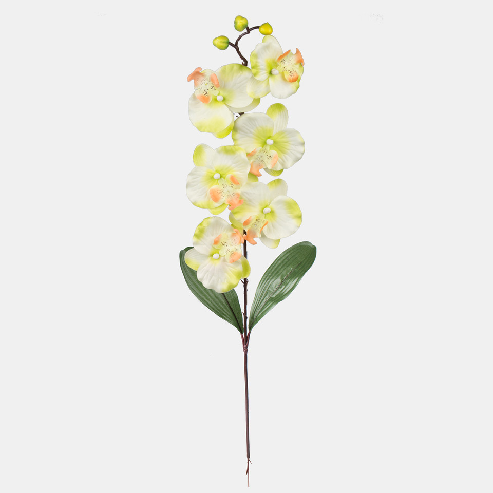 Orchid, Lt. Green L160-03