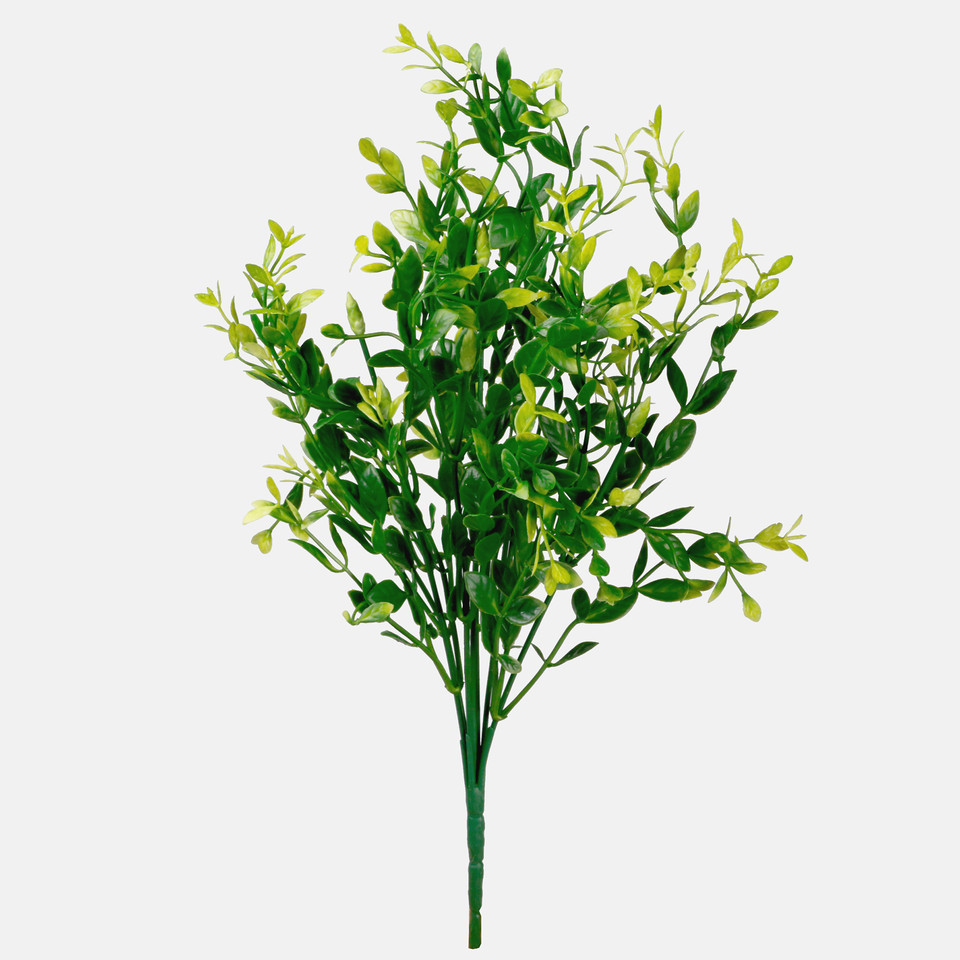 Boxwood x 7, T.T. Green A605-03