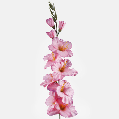 Satin gladiolus, Pink/Purple Edge/Green Center L190K-11