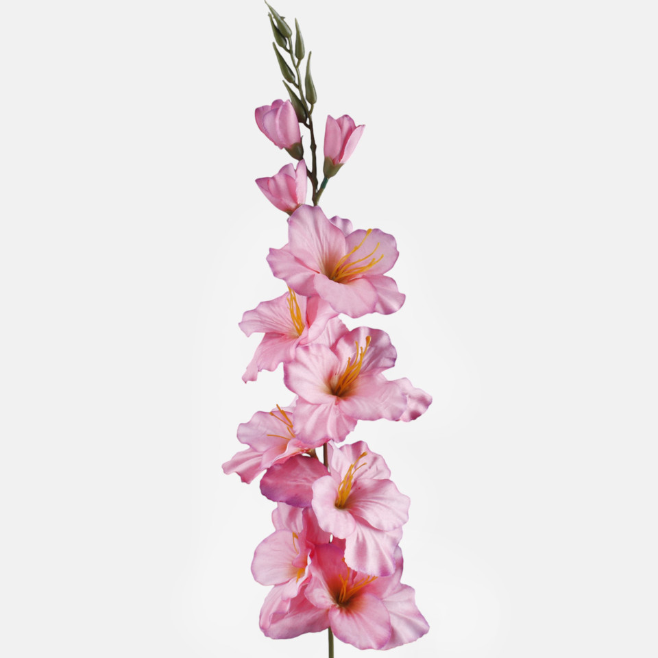 Satin gladiolus, Pink/Purple Edge/Green Center L190K-11
