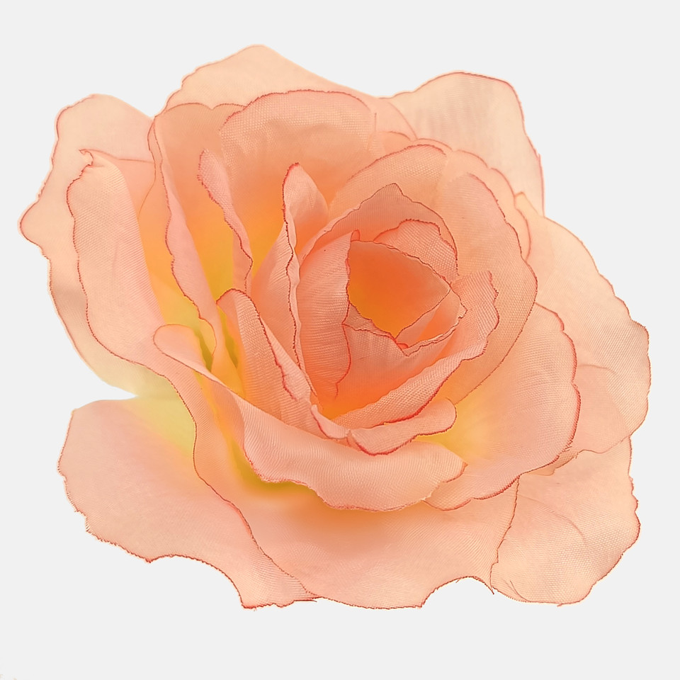 Róża francuska, Peach/Dk. Edge W087-56