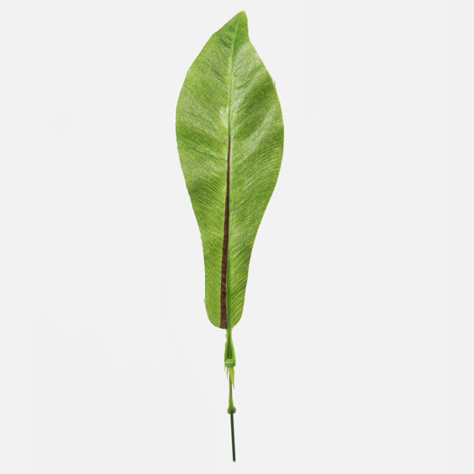 Asplenium leaf, Green A406