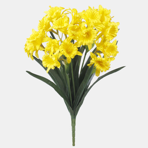 Daffodil x 7 QA371
