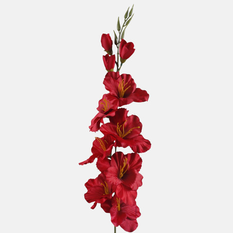 Satin gladiolus, Red L190K-08