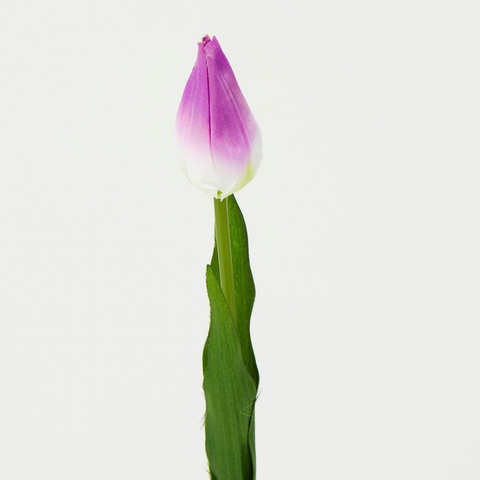 Tulipan – gałązka (12 szt.), tt.lilac/green J38-02