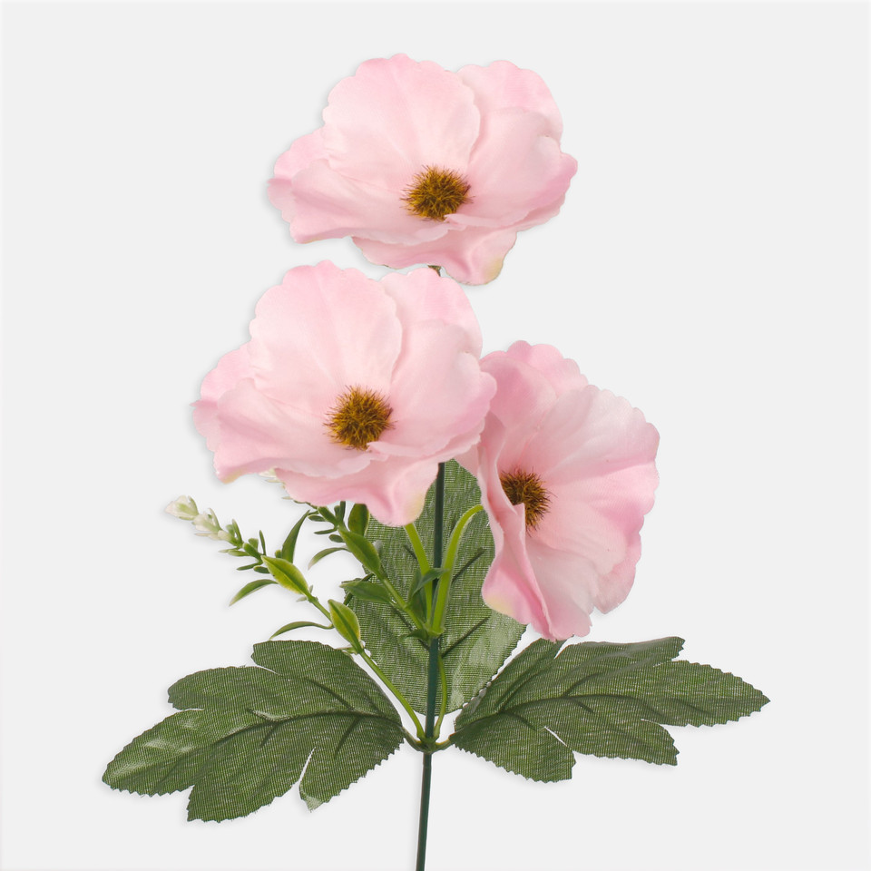 Anemone, Mix 1 G360-01