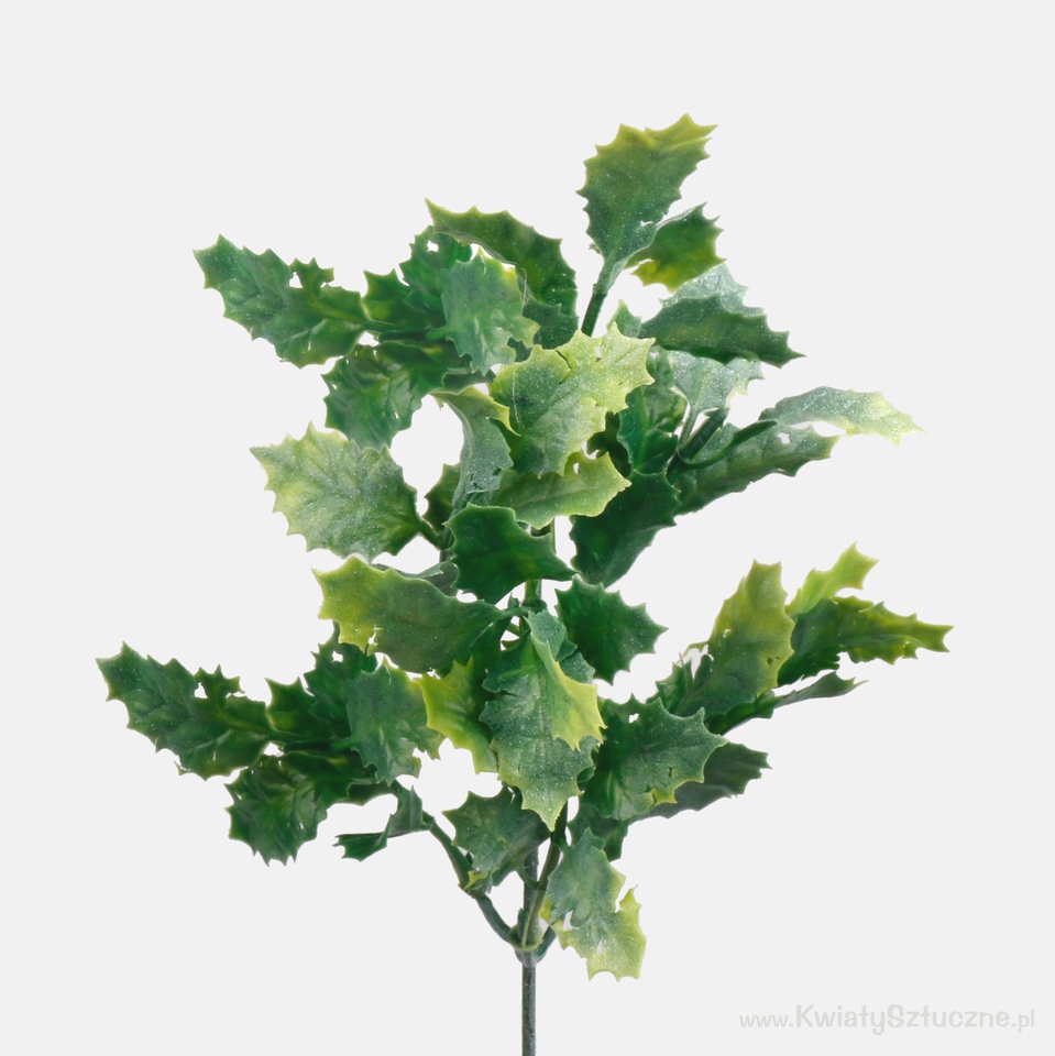 Holly, Frosty Green A596-01