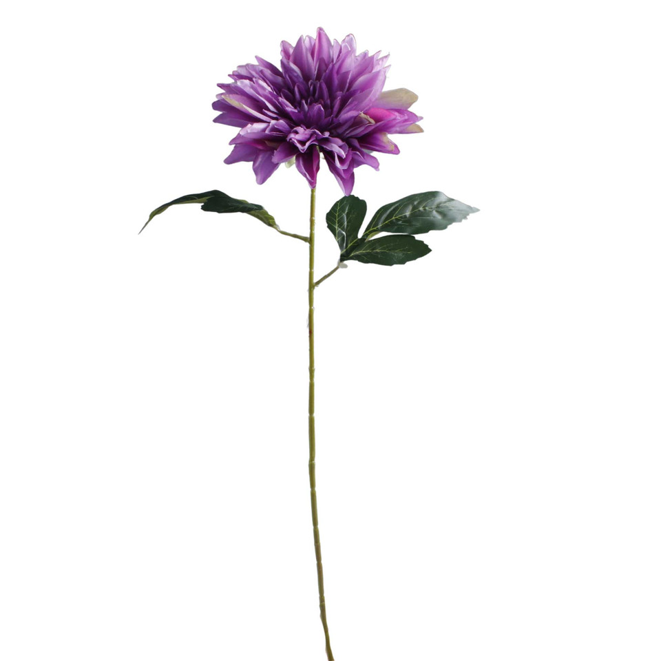 Dahlia, Violet K657-08