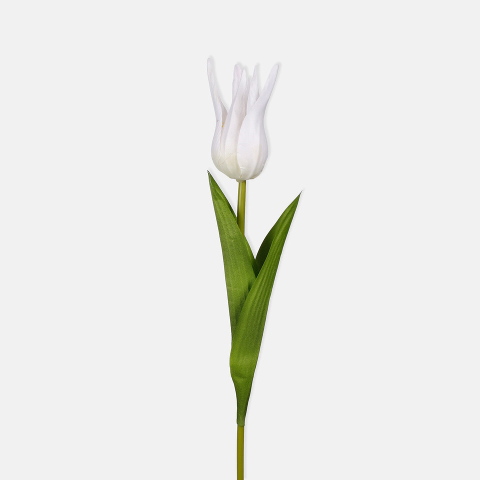 Tulipan, Cream L851-05