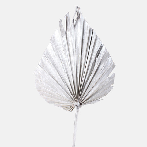 Palm Spear Y636