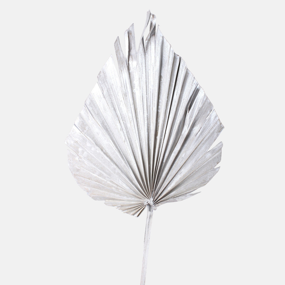 Palm Spear, Pearl White Y636