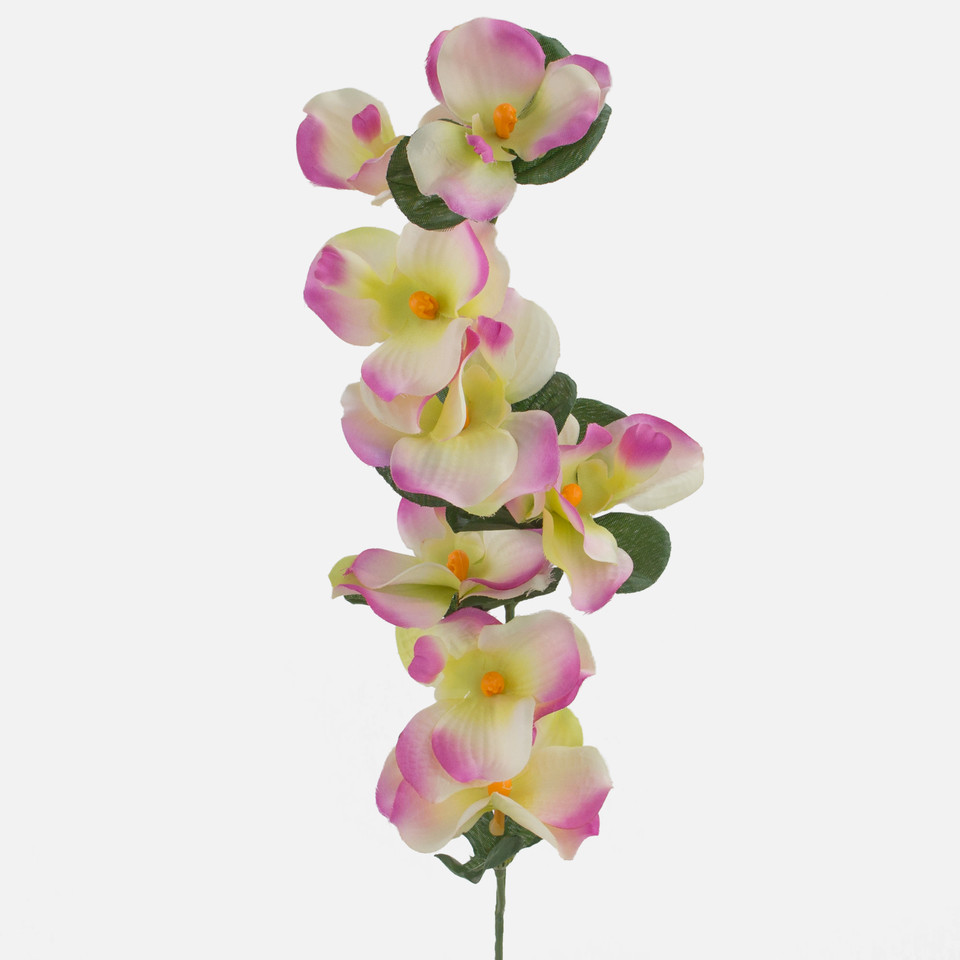 Orchid, Mix 3 G071-03