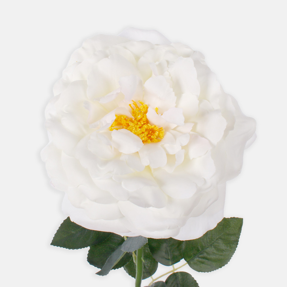 Rose, Cream L691-01