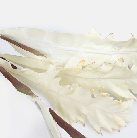Artificial autumn corn stalks, Mix 1 A760Y-01