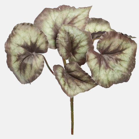 Begonia Z091LT
