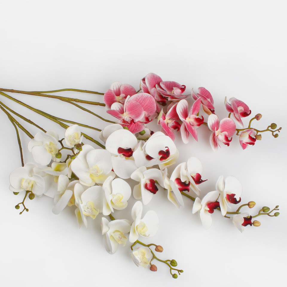 Orchid, Cream/Burgundy L802L-03