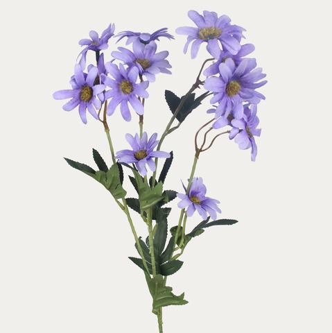 Pyrethrum, Mix 1 L865-01