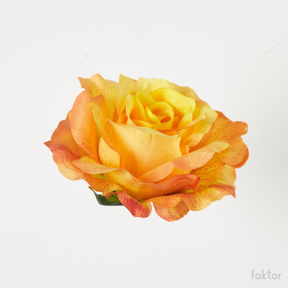 Róża, Yellow/Orange B52-005