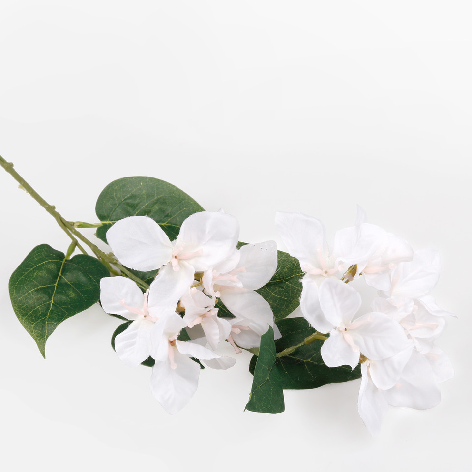 Bougainvillea, Mix 1 L743-01
