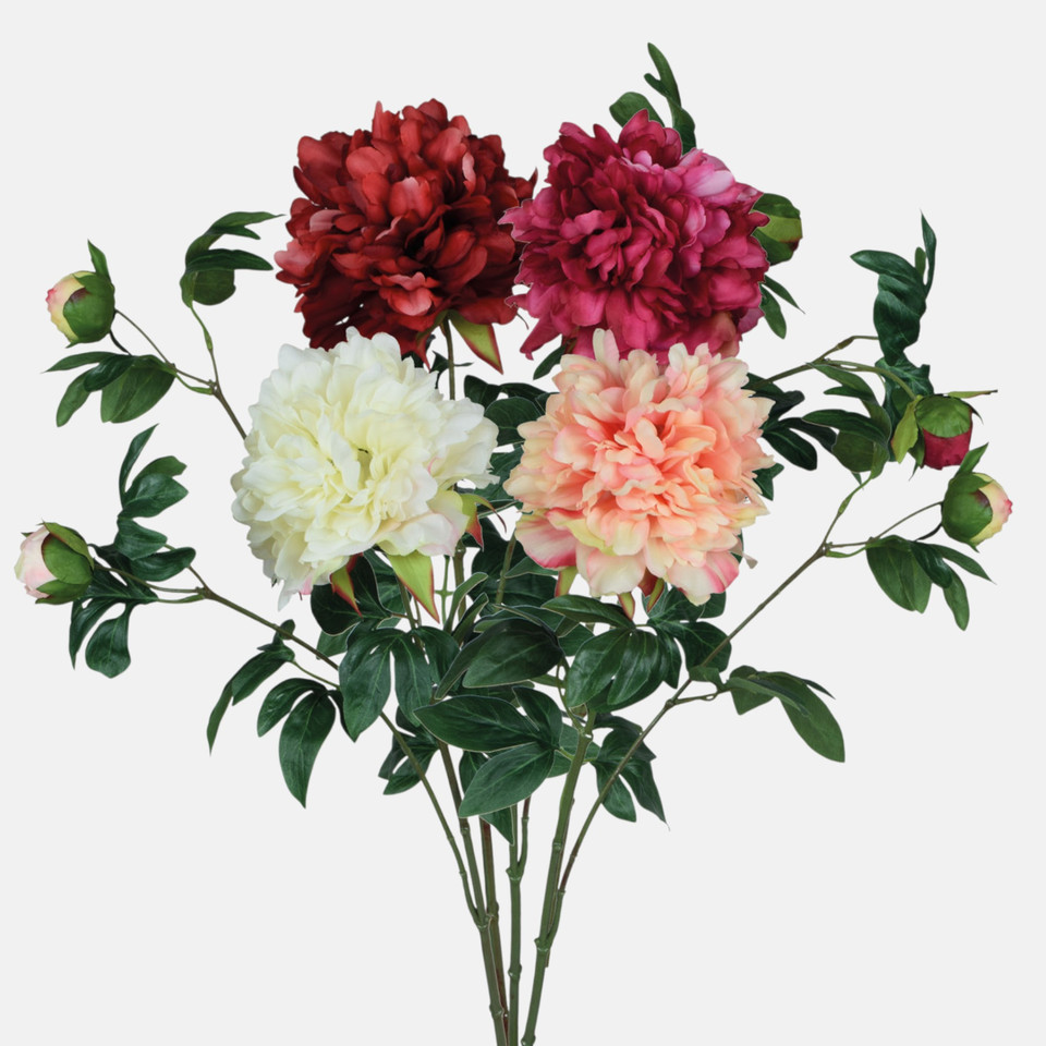 Peonia, Mix GK227-m