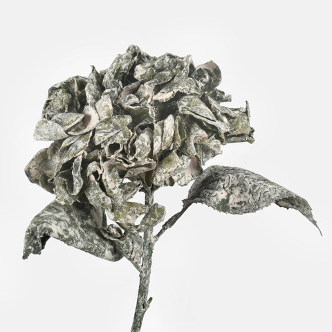 Hydrangea, Green G462-01