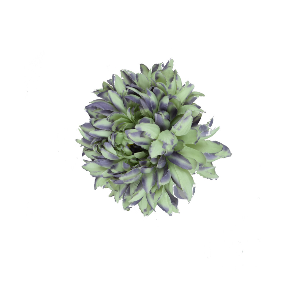 Chryzantema - główka 18 cm, green/purple W059-57