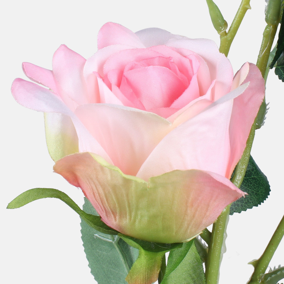 Rose, Mix 1 L738-01