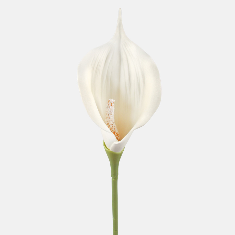 Calla, Autumn Cream G463-01