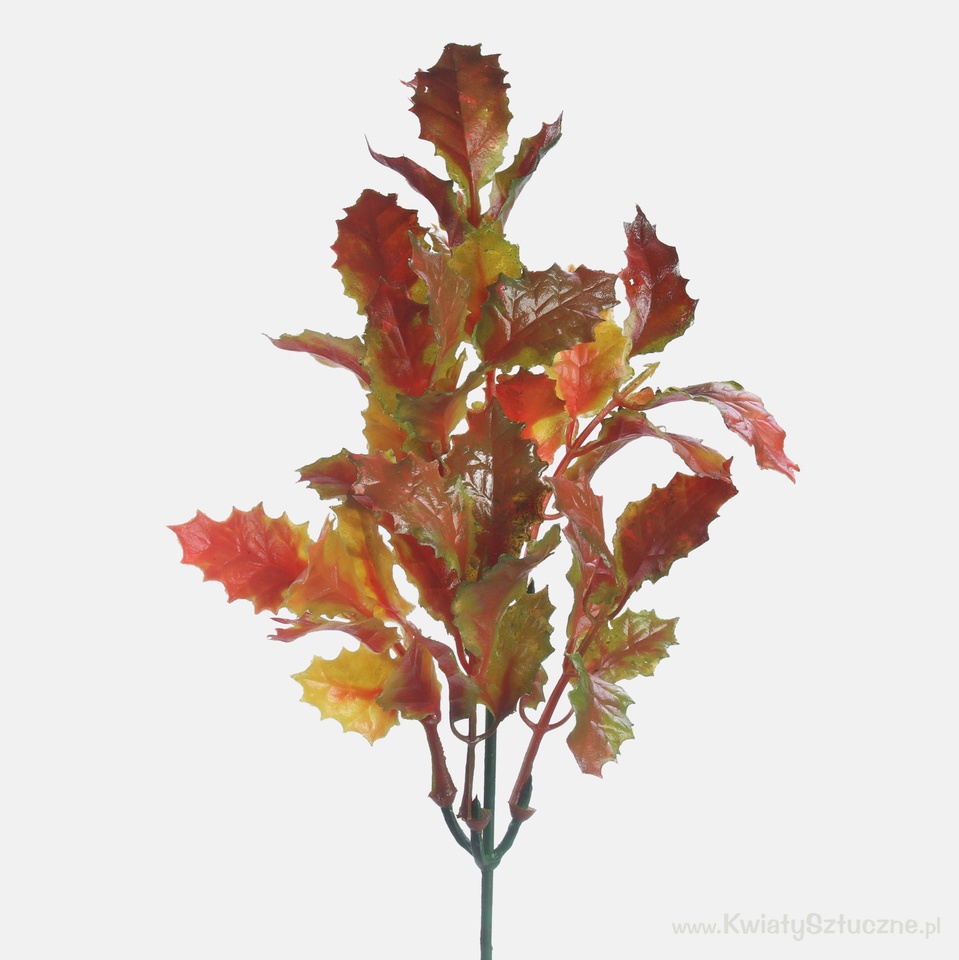 Holly, Autumn A596-02