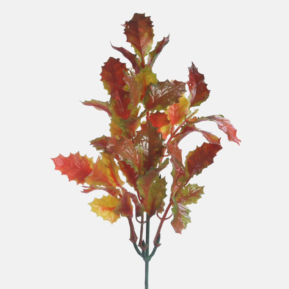 Holly, Autumn A596-02
